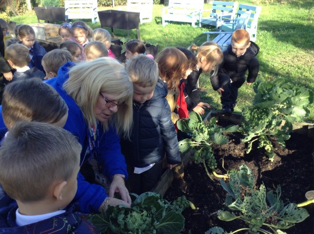 Image of Learning about Harvest with Mrs Hicks 