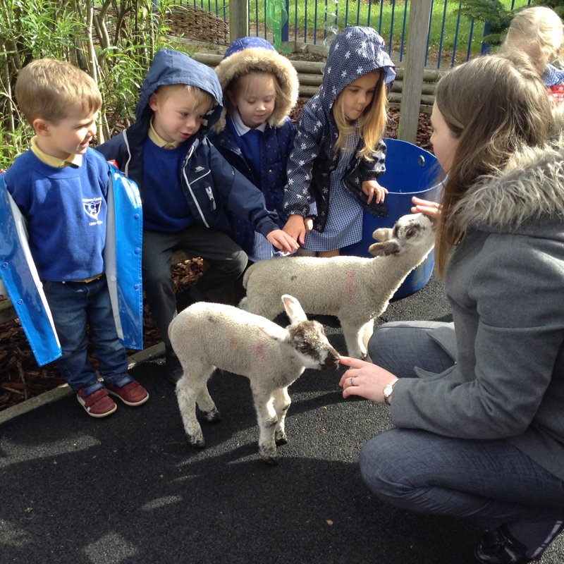 Image of Lambs Rosie and Robbie visit school